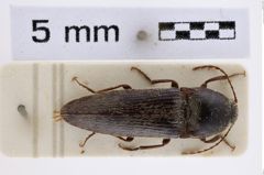 Foto (Dorsalansicht) von Melanotus similis (NHMW-ZOO-COL-0007767)